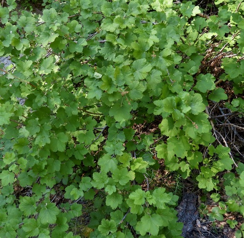 iNaturalist observation photo of mountain pink currant
