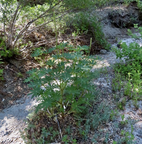 iNaturalist observation photo of Broadleaf Lupine