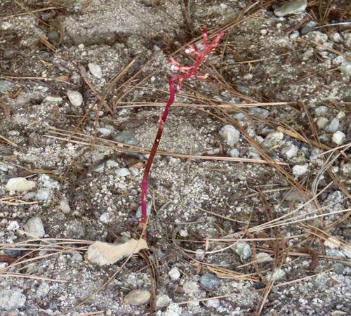 iNaturalist observation photo of spotted coralroot