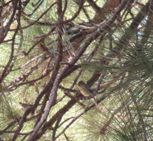 iNaturalist observation photo of Western Flycatcher