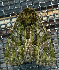 Phosphila miselioides