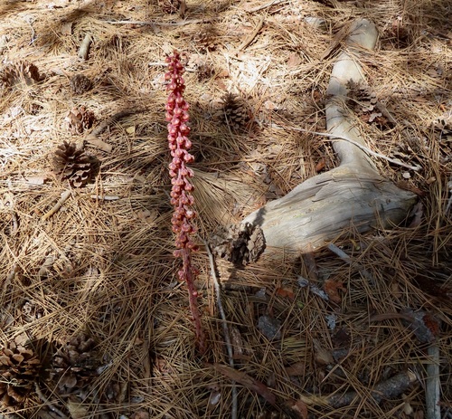 iNaturalist observation photo of woodland pinedrops