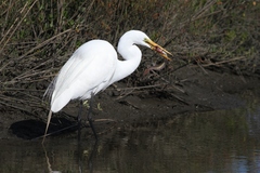 Gobioides broussonnetii