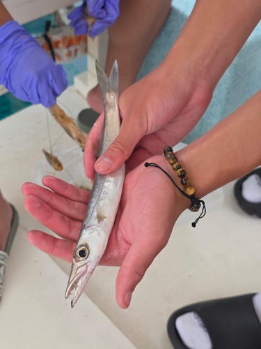 Sphyraena forsteri observed 2026-06-14