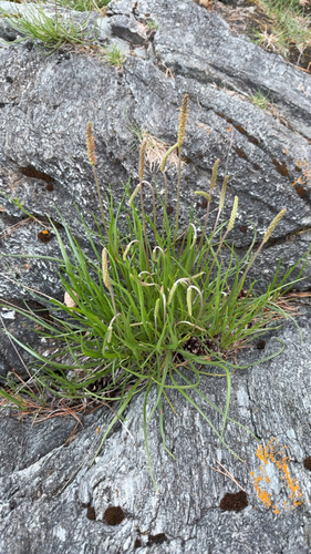 Sea Plantain