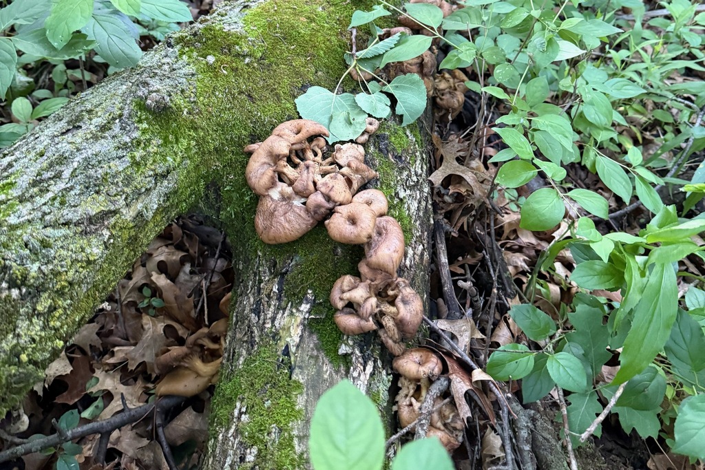 Golden Oyster Mushroom · June 2026 · photo: Photo: (c) Cole Wolf, some rights reserved (CC BY) · iNaturalist