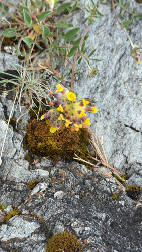 Common Kidney-Vetch