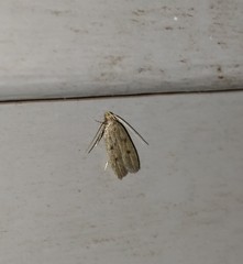 Glyphidocera juniperella