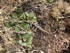 Micranthes rhomboidea