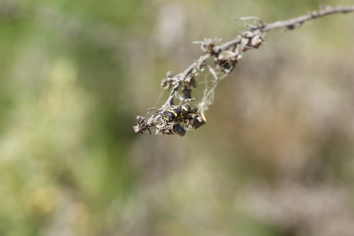 iNaturalist observation photo of Parancistrocerus declivatus