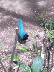 Cyanocorax melanocyaneus