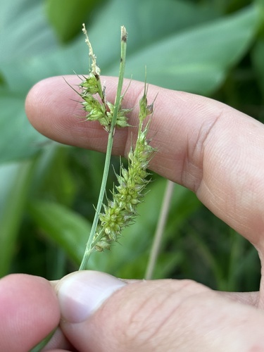 Echinochloa crus-pavonis, 2026-06-13