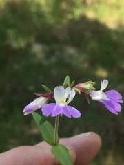 Collinsia violacea