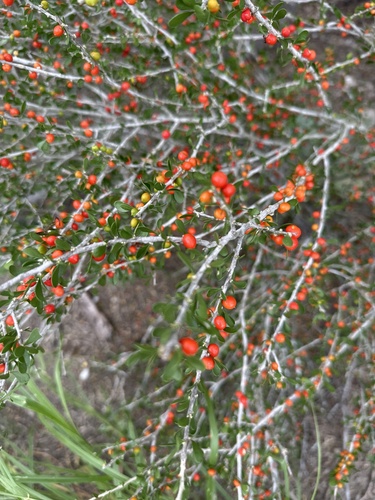 Schaefferia cuneifolia, photograph 2