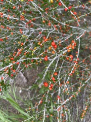 Schaefferia cuneifolia, photograph author not stated, no rights reserved