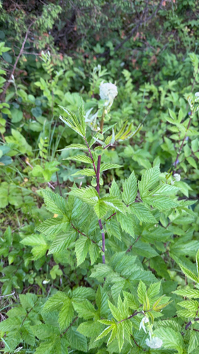 Meadowsweet