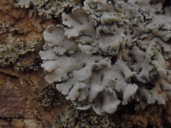 Heterodermia obscurata