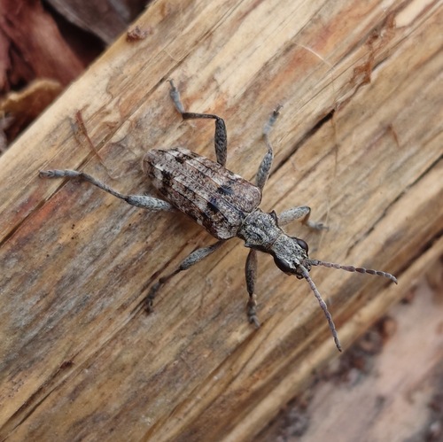 Ribbed Pine Borer, Soest, Netherlands, photo 8 of 10