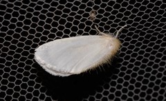 Euproctis panabra