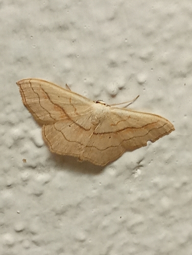 Small Blood-vein