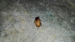 Cyclocephala melanocephala