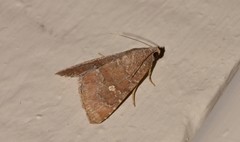 Amyna axis