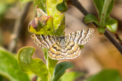 Epelis truncataria