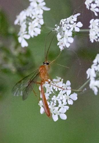 Enicospilus purgatus