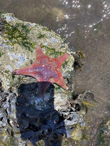 Leather Star