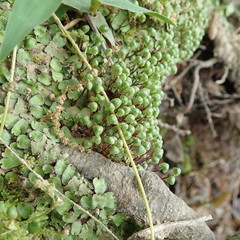 Asterella tenella