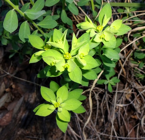 Hairy Mojave Spurge (Euphorbia yaquiana)