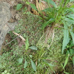 Asterella tenella