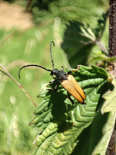 Red Pine Longhorn Beetle
