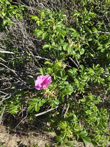 Rugosa Rose