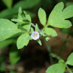 Phacelia covillei