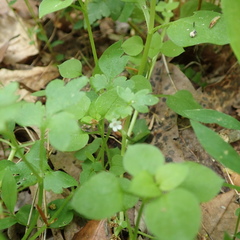 Phacelia covillei