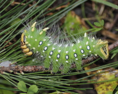 Eacles imperialis pini