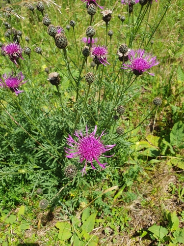 Greater Knapweed