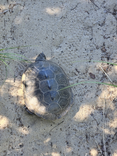 Diamondback Terrapin