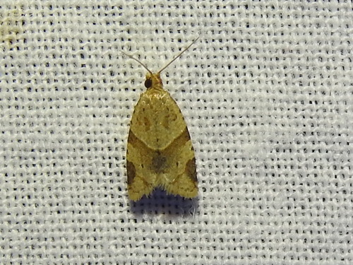Garden Tortrix photo 4