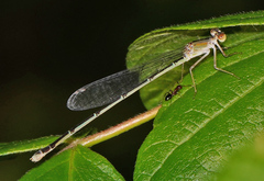 Enallagma vesperum