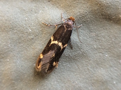 Yellow V Moth