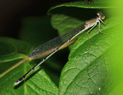 Enallagma vesperum