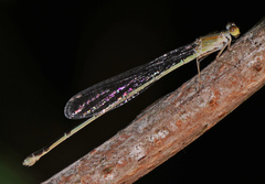Enallagma vesperum