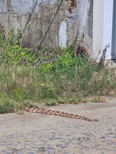 Boa Constrictor