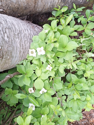 Canadian bunchberry