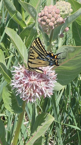 Two-tailed Swallowtail