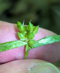 Carex grisea