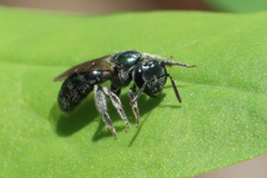 Lasioglossum coeruleum