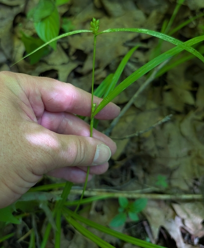 Carex grisea, photograph 2